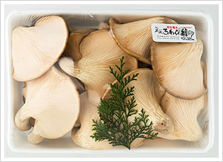 足太あわび茸 特選1kg