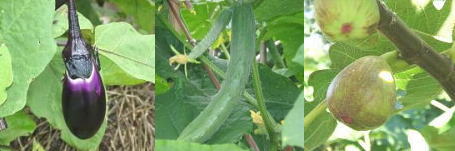 野菜