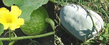 野菜