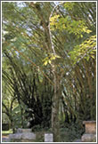 ブラジルの植物園で見付けたタヒボ「TAHEEBO」。ジャングルのように周囲が密集していないために小枝が多く、外観はジャングルで育つものとはかなり異なっています。
