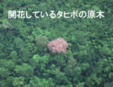 ジャングル上空から見たタベブイア・アベラネダエ