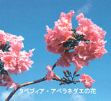 赤紫色の花を咲かせるアベラネダエ種