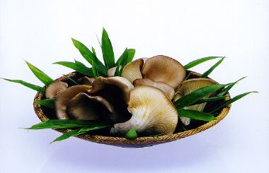足太あわび茸