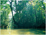 NFDis only contained in Tabebuia avellanedae trees native to a specific