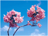 Purplish-red flowers of the species avellanedae