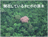 Tabebuia avellanedae as seen from above the jungle canopy