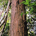 A tree of Taheebo