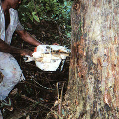 Taheebo felled with a chain saw