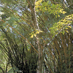 Taheebo found in a Brazilian botanical garden