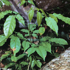 Young tree of Taheebo growing wild in the jungle