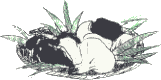 あわび茸イラスト
